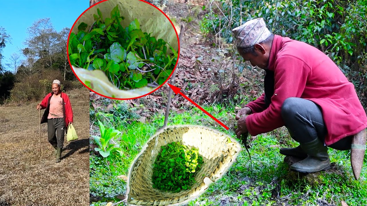 Wild Watercress: Habitat, Decline, & Safe Foraging Tips